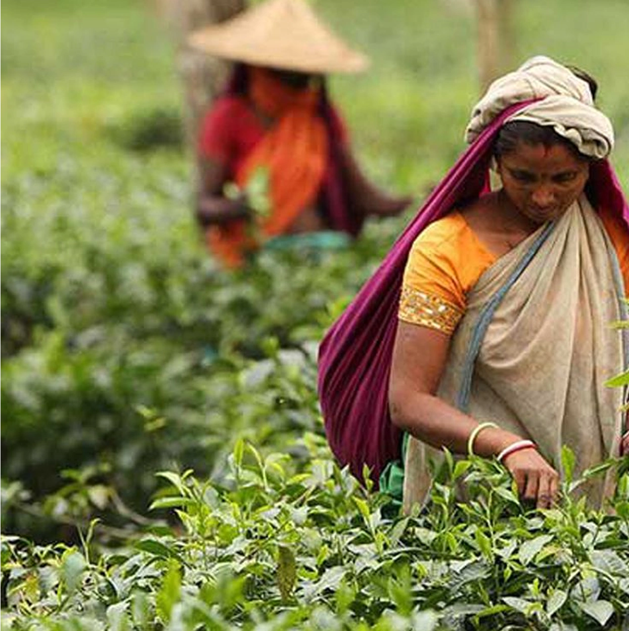 women working in a tea plantation points