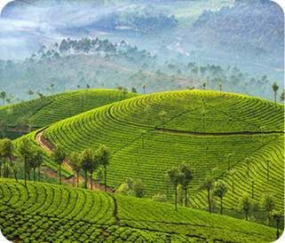 Monsoon in Kerala