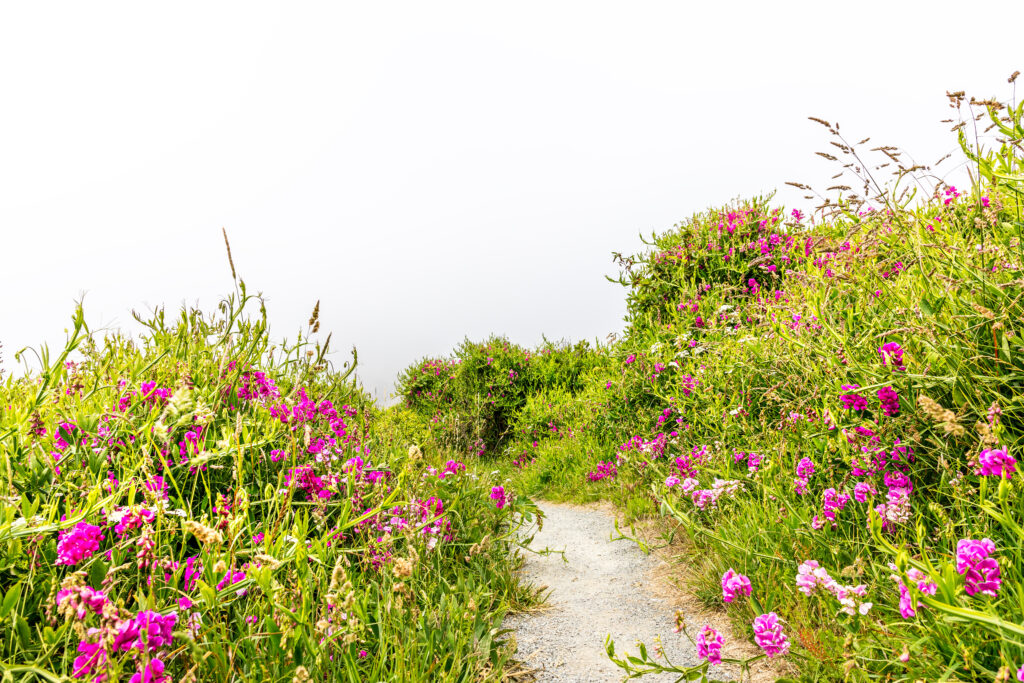 Valley of Flowers packages