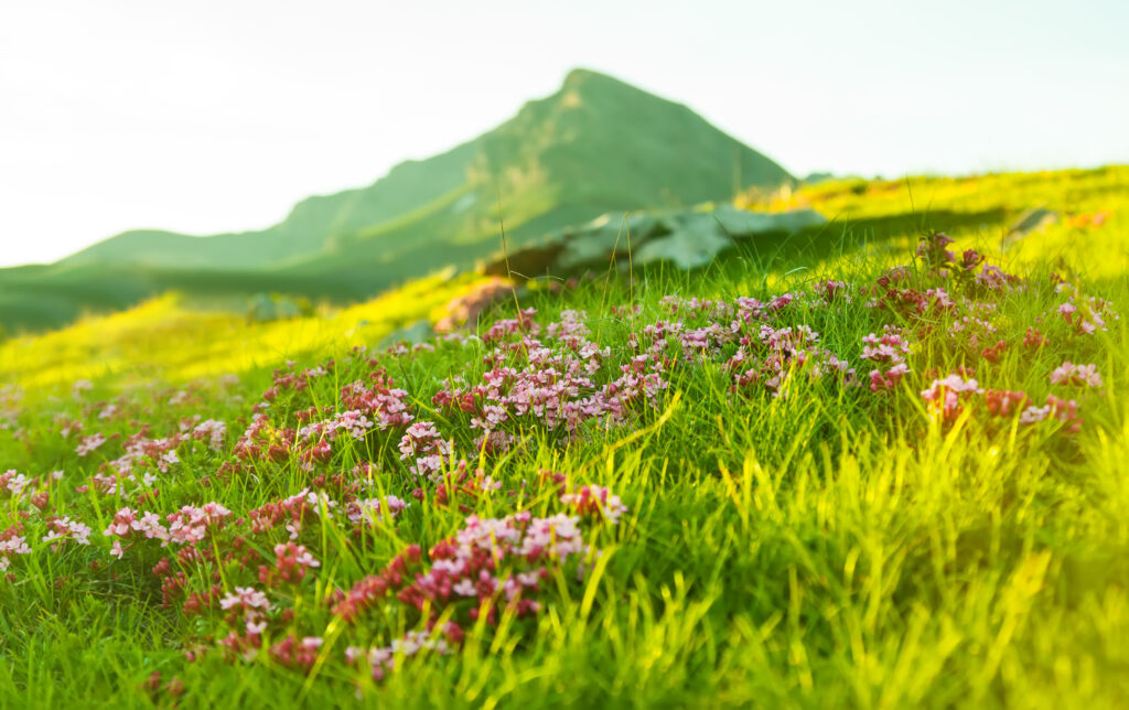best time to visit Valley of Flowers